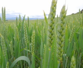 June 2013 Endless fields of Wheat